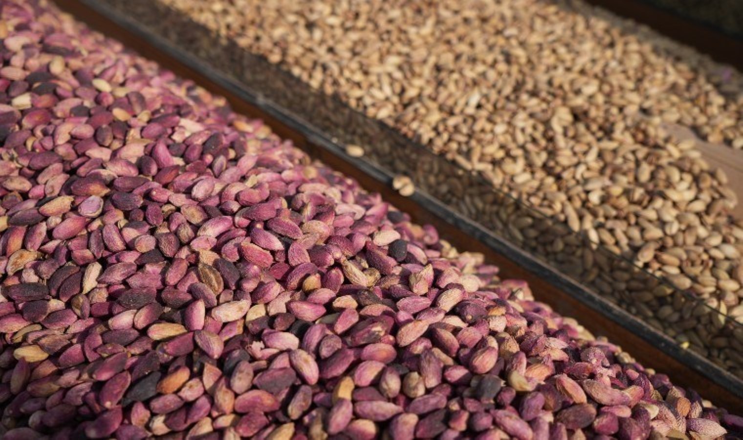 Yahay Gulduurdü, Kurusu ürdü! KILOSU EN AZ 500 TL: Hasadı Verimli Gekmişti ….