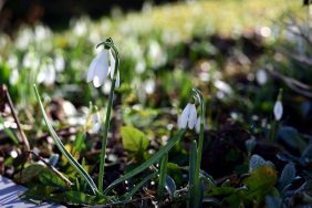 Newroz-Baharin-Uyanisi-ve-Cok-Katmanli-Bir-Direnisin-Sembolu-featured