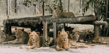 Vietnam-Gecmisin-Golgesinde-Yukselen-Aslan-featured